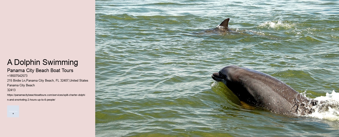 A Dolphin Swimming