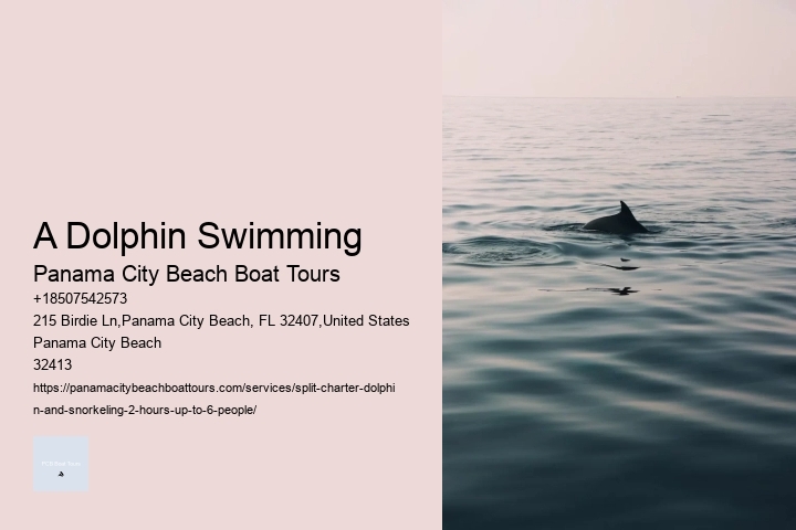 Shell Key Dolphin And Snorkeling Tour