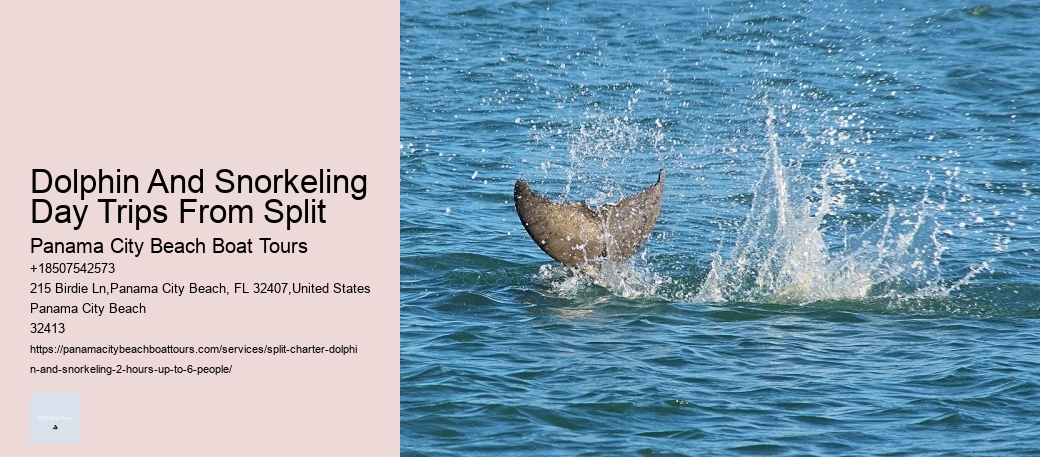 Dolphin And Snorkeling Day Trips From Split