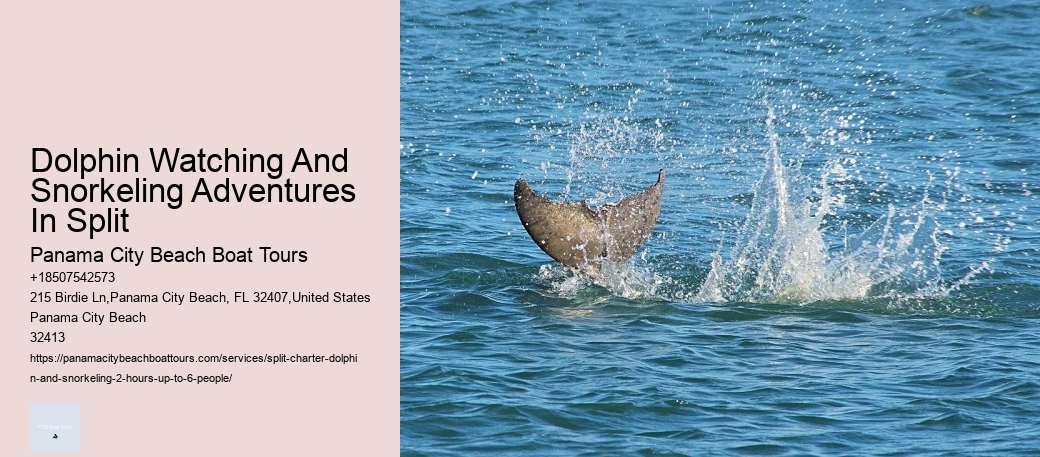 Dolphin Watching And Snorkeling Adventures In Split