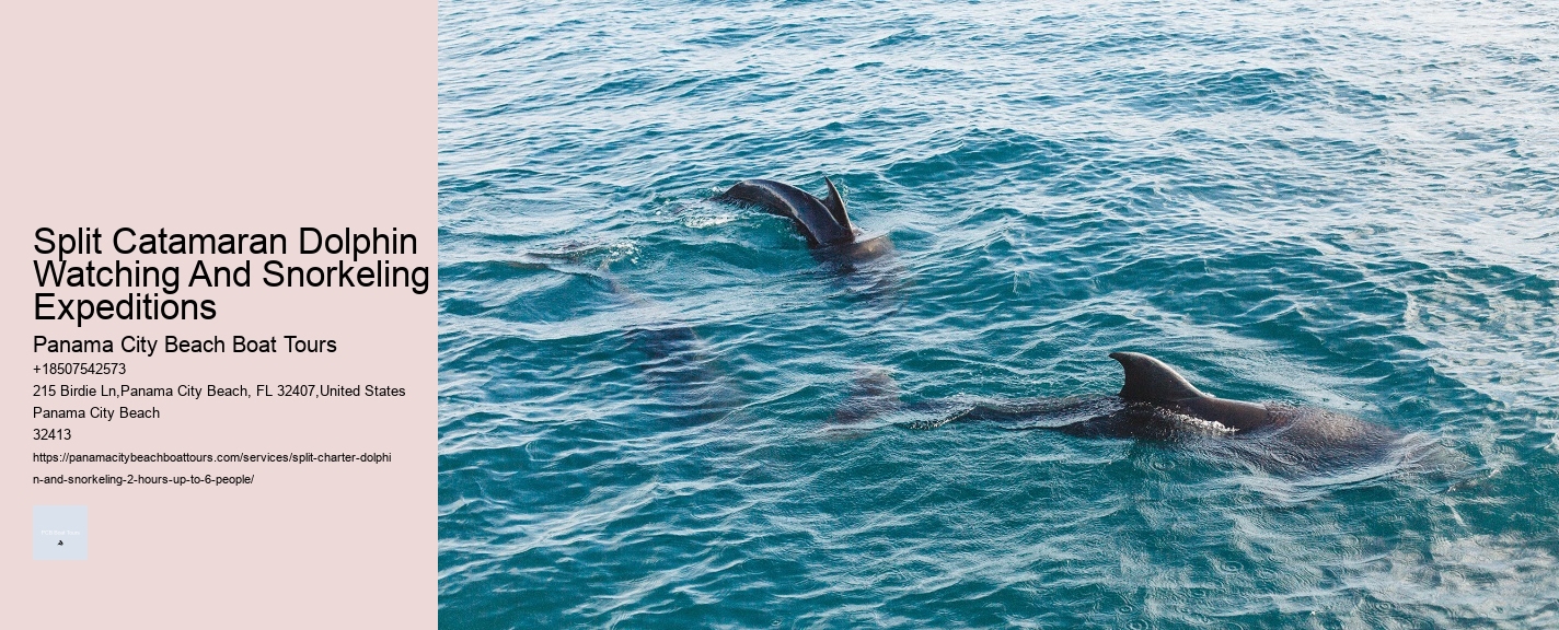 Split Catamaran Dolphin Watching And Snorkeling Expeditions