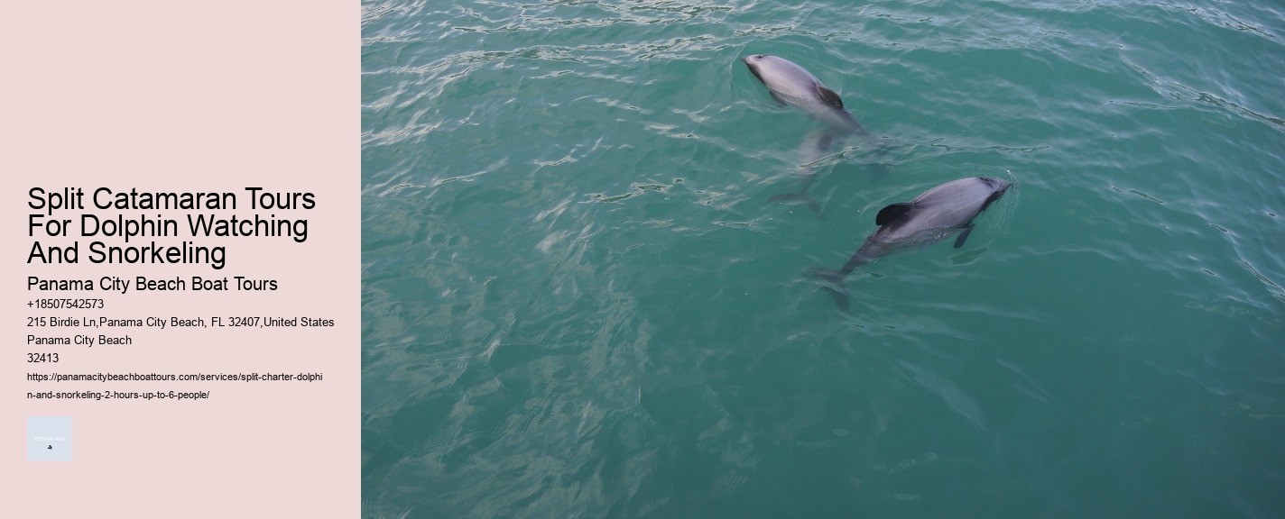 Split Immersive Snorkeling And Dolphin Experiences