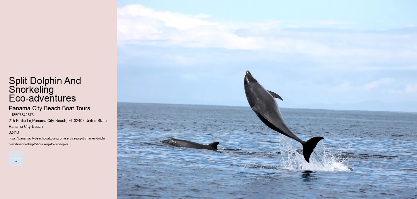 Split Dolphin And Snorkeling Eco-adventures