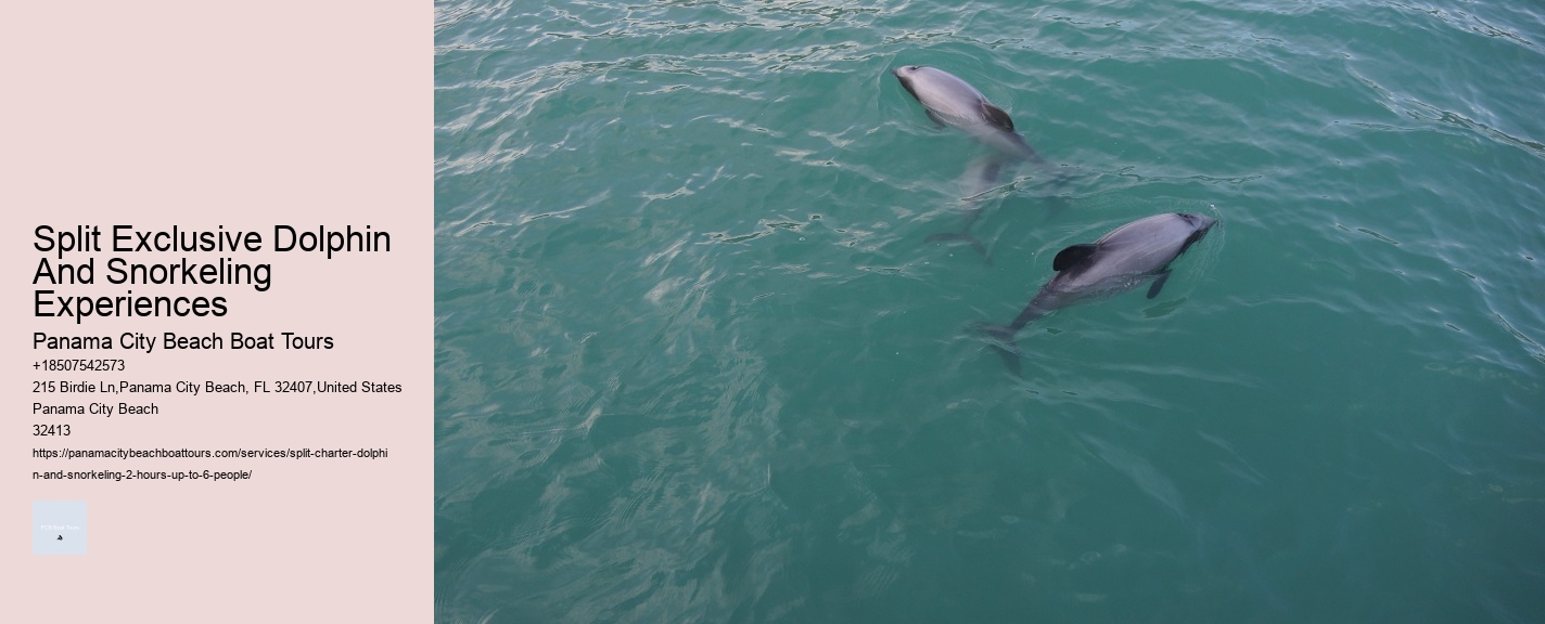 Split Exclusive Dolphin And Snorkeling Experiences