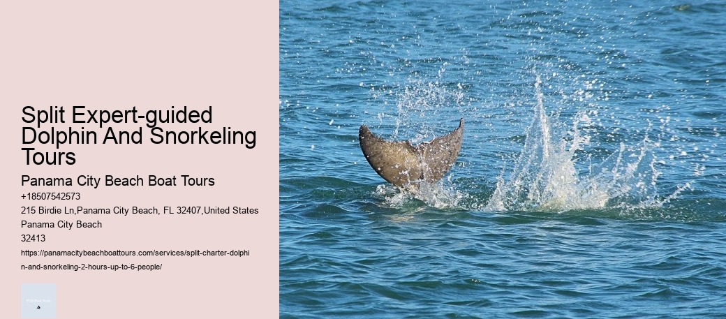 Split Expert-guided Dolphin And Snorkeling Tours