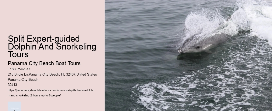 Charter Dolphin Snorkeling