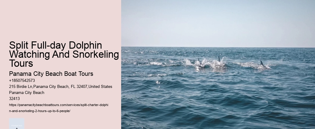 Split Full-day Dolphin Watching And Snorkeling Tours