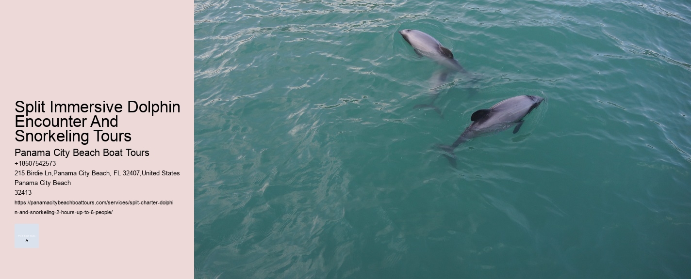 Split Immersive Dolphin Encounter And Snorkeling Tours