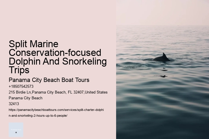 Split Marine Conservation-focused Dolphin And Snorkeling Trips