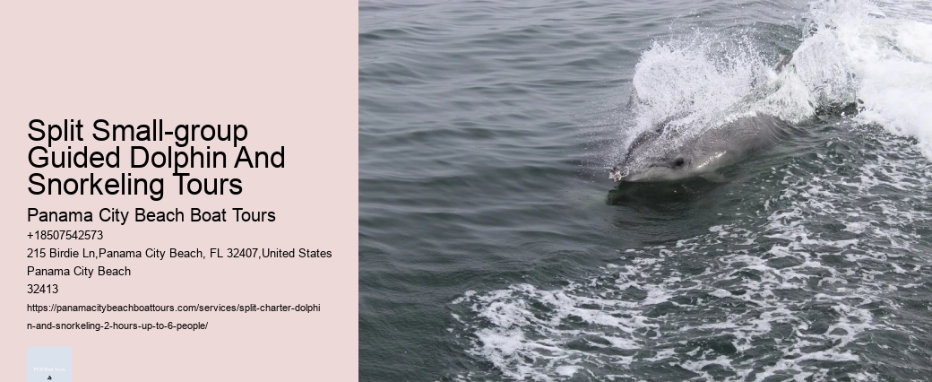 What Is The Difference Between Dolphin Encounter And Dolphin Swim