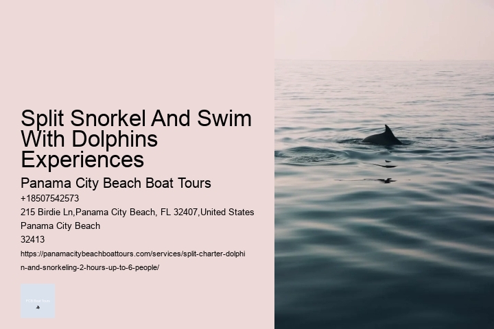 Split Snorkel And Swim With Dolphins Experiences