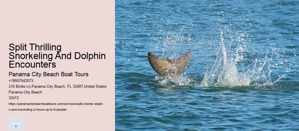 Split Thrilling Snorkeling And Dolphin Encounters