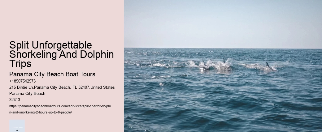 Split Unforgettable Snorkeling And Dolphin Trips