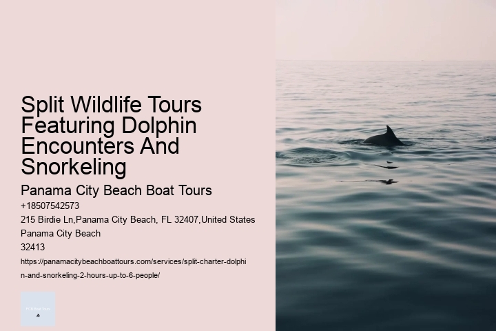 Split Wildlife Tours Featuring Dolphin Encounters And Snorkeling